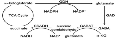 Thập Cốc GABA