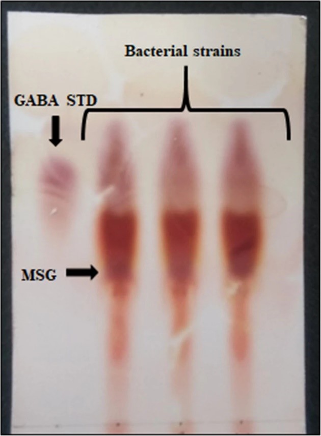 Thập Cốc GABA