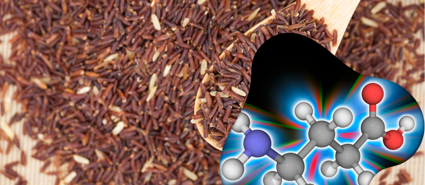 Ảnh hưởng của việc ngâm và xử lý khí đến hàm lượng GABA trong gạo lứt nảy mầm