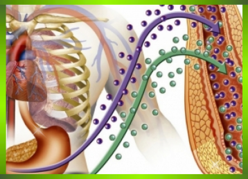 Vai trò của GABA với sức khỏe con người